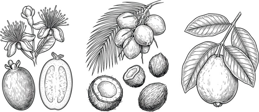 Hand Drawn Vintage Tropical Fruit Sketches Set Featuring Feijoa Coconut and Guava Elements with Flowers and Leaves for Organic Packaging Design