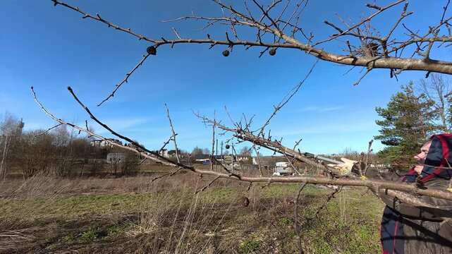Person pruning fruit tree branches with hedge shears against a bright blue sky, likely in autumn, winter or spring. Garden health care. Gardening work. Man trimming trees in orchard. Pollarding work.