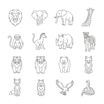 Collection of various wild animal drawings.