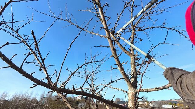 Person pruning fruit tree branches with hedge shears against a bright blue sky, likely in autumn, winter or spring. Garden health care. Gardening work. Man trimming trees in orchard. Pollarding work.