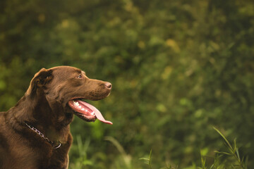Chocolate Labrador Retriever Profile Portrait with Open Mouth and Negative Space © JPablo