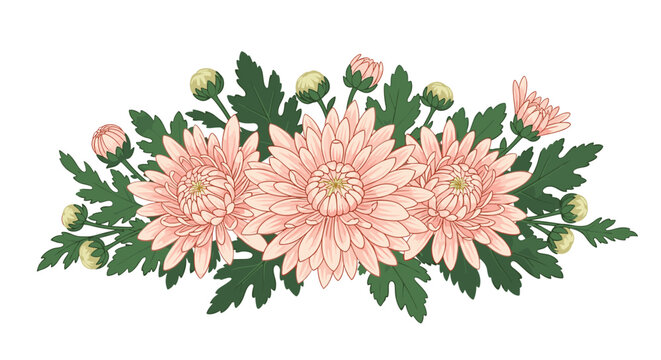 A beautiful watercolor illustration of pink chrysanthemum flowers with lush green leaves and buds creating a soft floral arrangement for spring decor.
