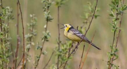 Fototapeta premium Citrine Wagtail - male bird at a wetland in spring