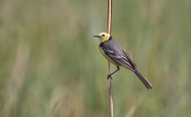 Fototapeta premium Citrine Wagtail - male bird at a wetland in spring