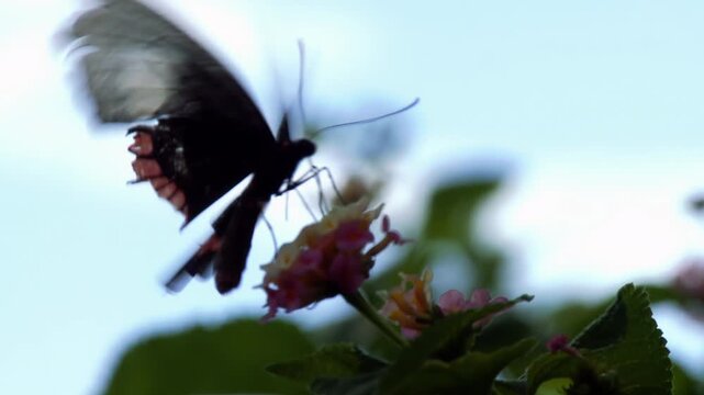 Beautiful Butterfly Feeding on Lantana Flowers in Wild Garden - Close Up Shot - 4K