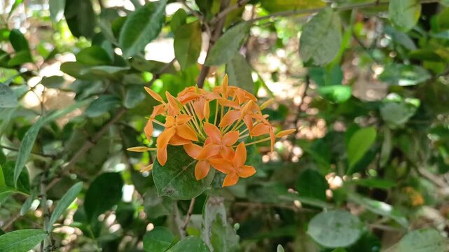 Orange jungle geranium Ixora coccinea flower cluster blooming in a tropical garden