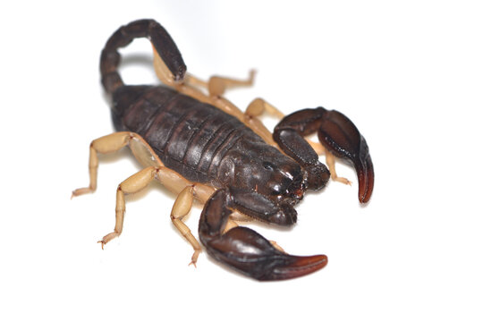 Closeup picture of the European yellow-tailed scorpion Tetratrichobothrius (Euscorpius) flavicaudis from the Sheerness Dockyard (Isle of Sheppey, England), photographed on white background.