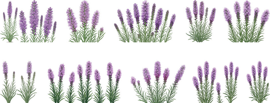 Liatris Spicata Flower Field &ndash; Purple Blazing Star Bloom Landscape