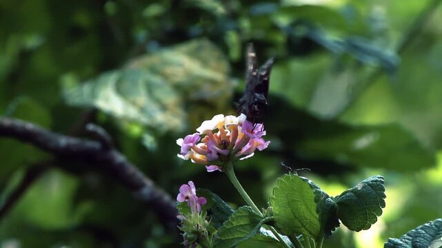 Beautiful Butterfly Arriving and Perching on Vibrant Blossoms - Close Up - 4K