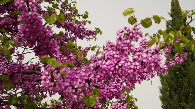Purple Flowering Tree Branches With Green Leaves Close Up