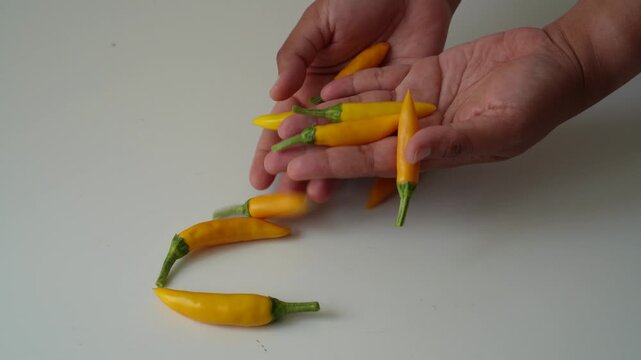 Yellow Chili Peppers Falling Into Hands on White Background