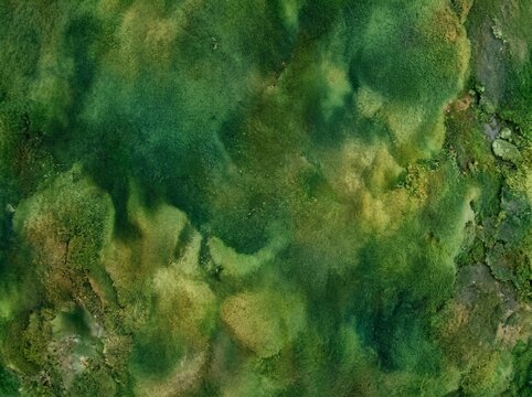 Dense green bryophyte carpet background for biophilic design and ecology concepts