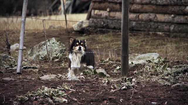 Fluffy Dog Looking at Camera and Wagging Tail Behind Wire Fence - 4K
