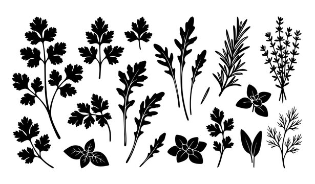 Black Botanical Herb Silhouette Collection with Parsley Cilantro and Arugula Vector Art