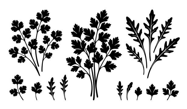 Fragrant Culinary Herb Silhouette Vector Pack with Cilantro Parsley and Arugula Sprigs