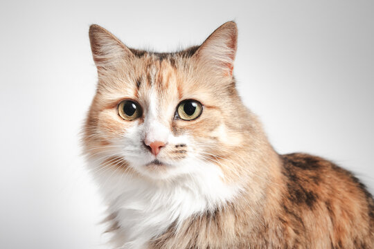 Relaxed cat looking at camera on gray background. Fluffy kitty cat with big yellow eyes. Front view of long hair calico cat with asymmetric markings, orange white and black stripes. Selective focus.