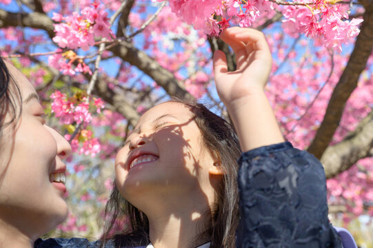 河津桜の下で笑い合う親子