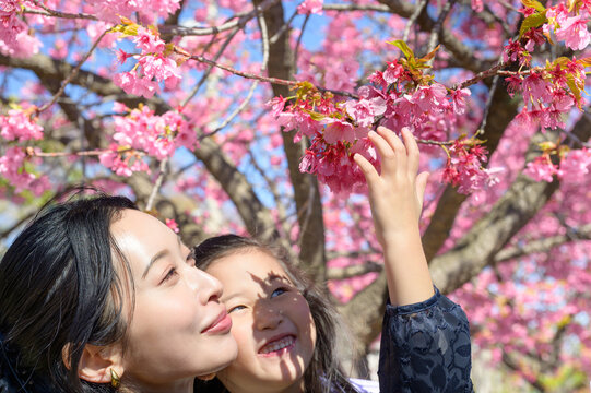 河津桜を見上げる親子