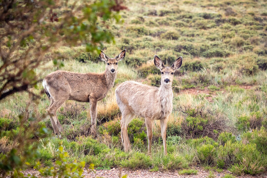Two mule deer standing in rain looking at camera, Laramie, Wyoming
