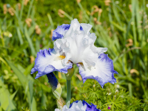 Iris germanica 'Alizes' - German iris or Bearded iris developing elegant garden flower with ondulate pure white petals above sepals bordured with blue mauve and yellow bearded heart

