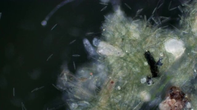 Tachysoma pellionellum at 20x under darkfield microscopy