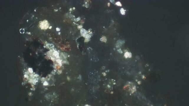 Tachysoma pellionellum at 20x under polarized microscopy