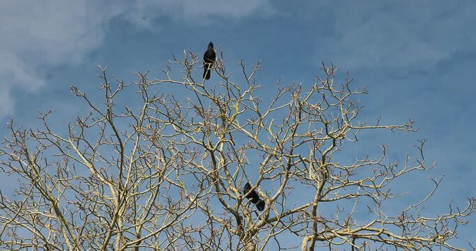 (Corvus corona) Carrion crows perched on high observation points in the bare top of a walnut tree in winter, croaks and bowing head and neck downwards
