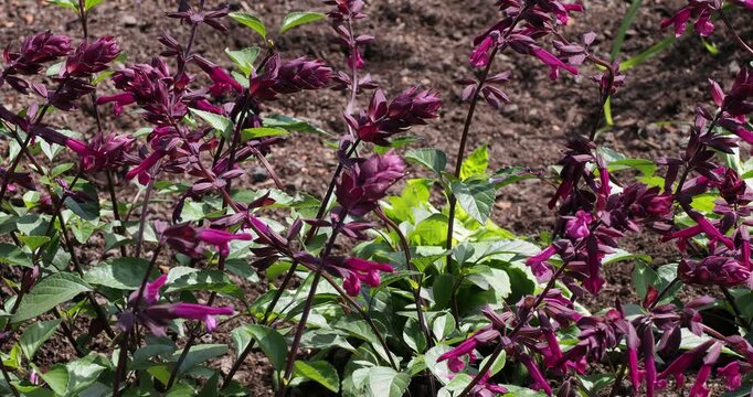 Saucy Wine sages (Salvia splendens) with burgundy-red flowers spikes erected above green heart-shaped leaves as beautiful bedding plant 
