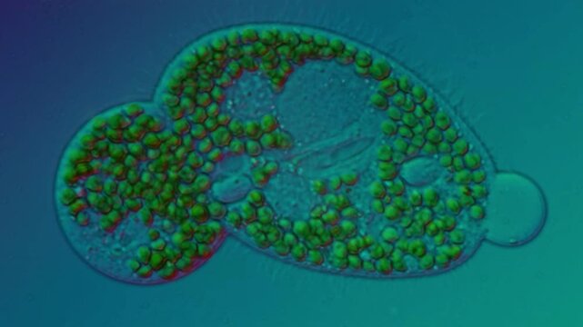 Paramecium bursaria at 50x under polarized microscopy