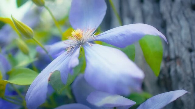 Close up of a beautiful purple clematis flower blooming in a garden