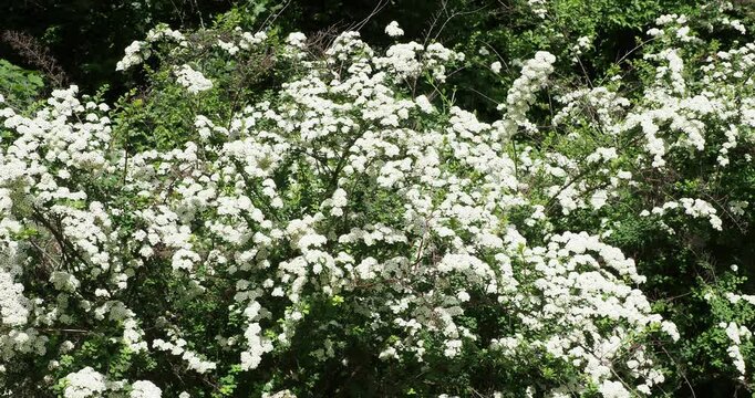 Spiraea x vanhouttei | Van Houtte's spirea - Bridal wreath spirea. Weeping shrub with arching branches covered in clusters of white flowers in a blue-green foliage in the shape of a diamond
