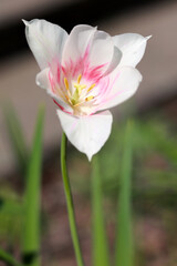 Obraz premium Single white tulip flower with pink stripes in a garden
