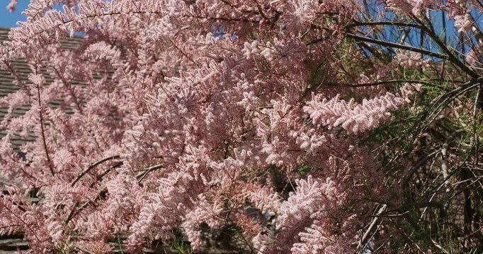 Spring tamarisk (Tamaris tetrandra) is an ornamental weeping shrub that displays spikes of soft and deep pink  flowerson which arch its branches, creating a beautiful hazy effect
