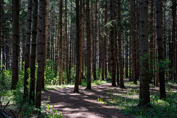 Fototapeta premium View of forest pathway among tall pine trees.