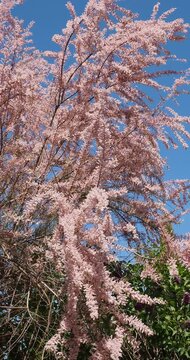 (Tamaris tetrandra) Spring tamarisk or four-stamened tamarisk shrub adorned with clusters of small pink flowers on weeping branches preceding emergence of feathery green foliage 
