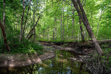 Obraz premium View of Claireville Conservation Area forest and river in Brampton.