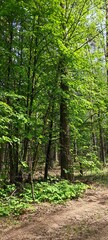 Fototapeta premium Forest with trees and a path, pines and birches in a spring landscape.