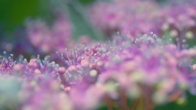 Macro of purple lacecap hydrangea flowers blooming in a spring garden