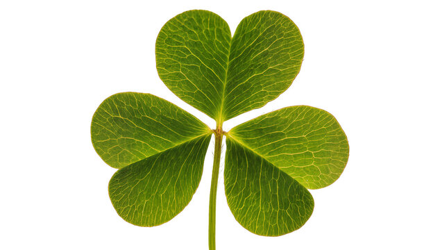 Vibrant green shamrock clover leaf with detailed veins, isolated on transparent background