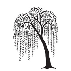 Weeping willow tree silhouette with drooping branches and long leaves for nature design and landscape decoration © Zulfa