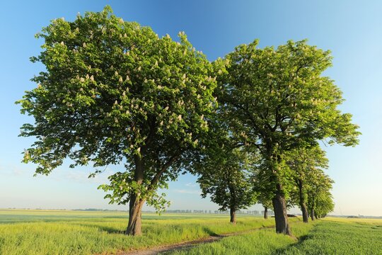 Spring rural landscape. Blossoming chestnut trees along a dirt road.