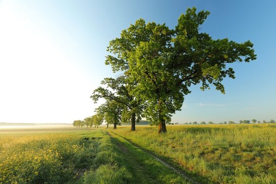 Spring rural landscape, ash trees on the edge of a dirt road at sunrise. Poland.