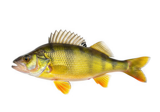 Bright yellow perch fish with sharp teeth looking forward isolated on transparent background