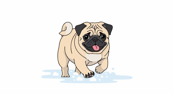 Adorable pug dog with black markings and curly tail frolics in water
