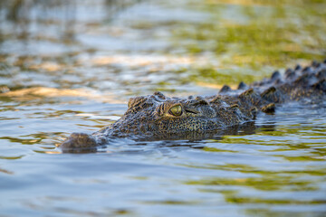 Fototapeta premium Nile crocodile in Chobe River