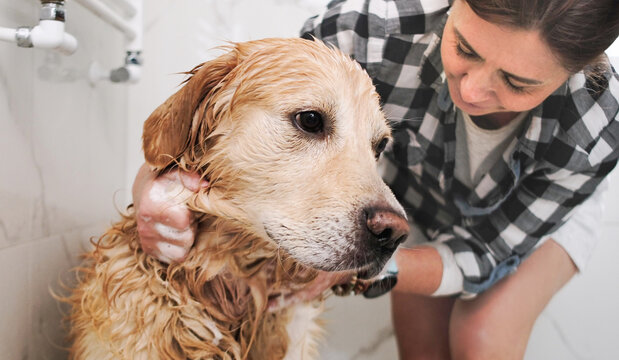 Female Owner Washing A Golden Retriever Dog Breed In A Shower Cabin After Outdoor Walking