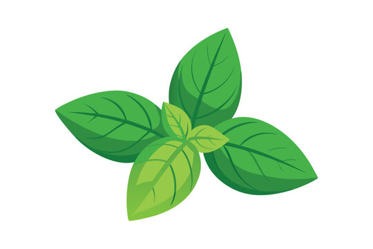 Fresh green basil leaves vector illustration isolated on white background.
