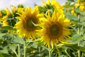 Fototapeta premium Sunflower Field in Tuscany