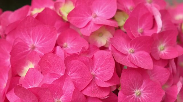 Hydrangea macrophylla blooming. Magenta, white and pink heads of bigleaf hydrangea flower petals. Beautiful Garden. Landscaping trend. Shrubbery blooms in backyard. Green landscaped design. Closeup