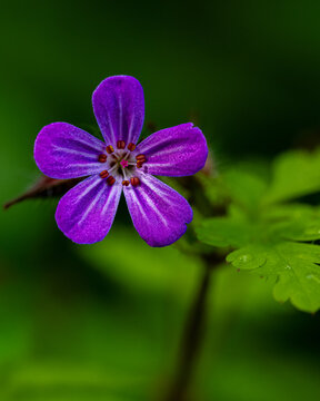 Ultra Detailed Herb Robert Flower With Lush Green Bokeh